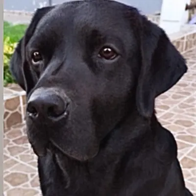 Ares & Fink — dövmenin çıkış noktası olan fotoğraf